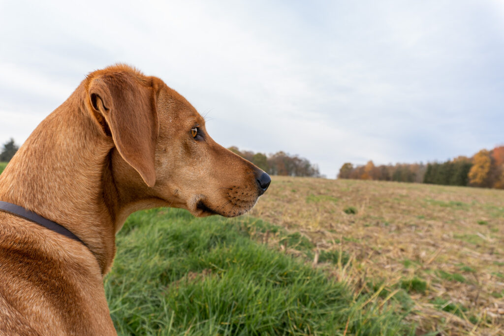 Hund schaut interessiert über ein Feld