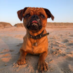 Mops am Strand