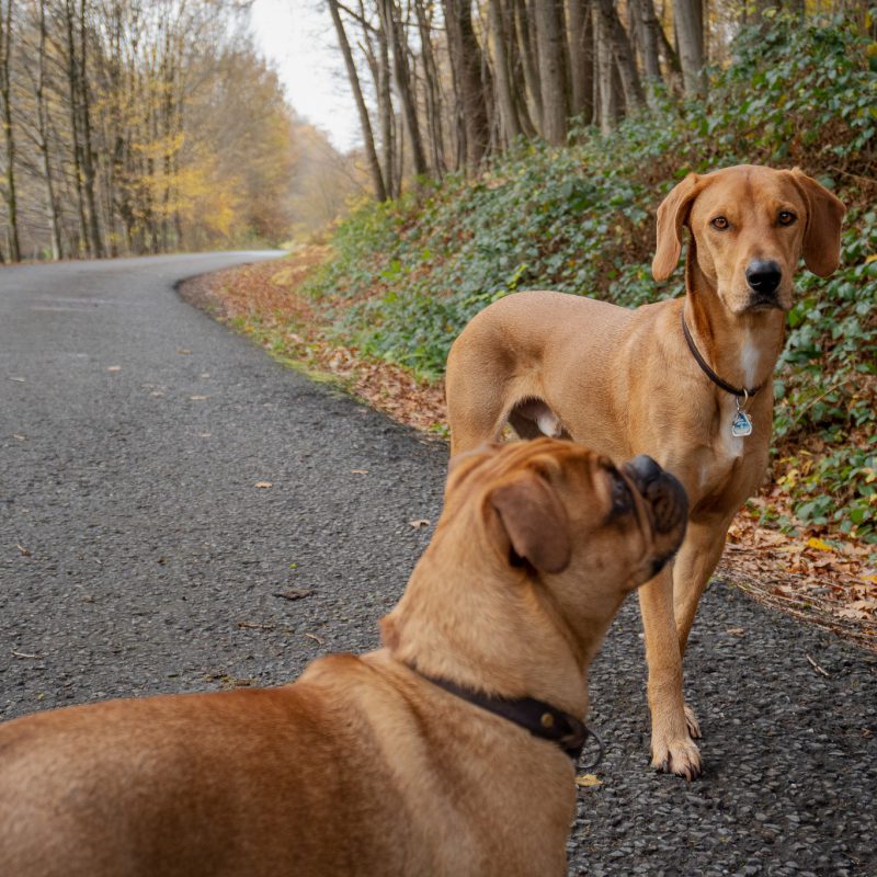 Hunde im Wald auf einer Straße