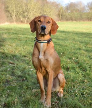 Hund (Tommy) sitzend auf einer Wiese