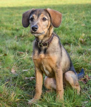 kleiner Hund (Gretel) sitzend auf einer Wiese